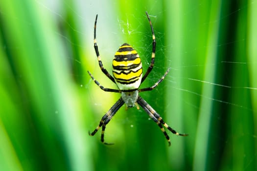 Wasp spider on a spider web and green plants, summer day