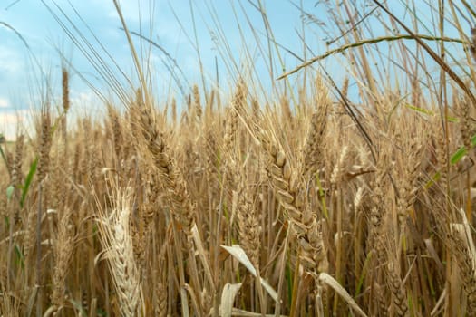 Closeup ears of grain and cloudy sky, summer view