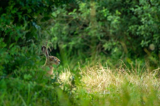 The head of a hare in a green bush, summer view