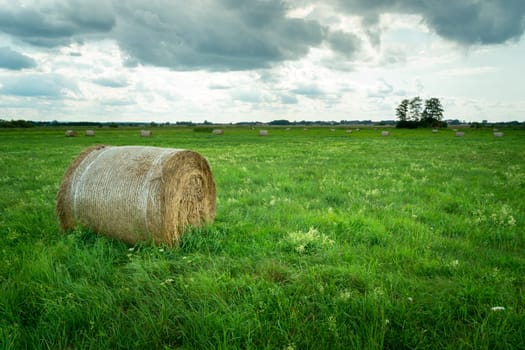 A hay bale lying on a green meadow, Czulczyce, Poland