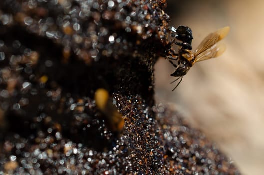 Seberang Perai, Kuala Lumpur, Malaysia - Circa Jun 2018: Stingless bee produce honey (madu kelutut). Local Malays product.