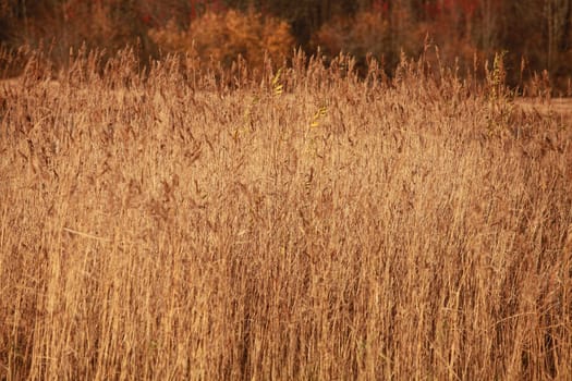 yellow stalks of reeds autumn landscape