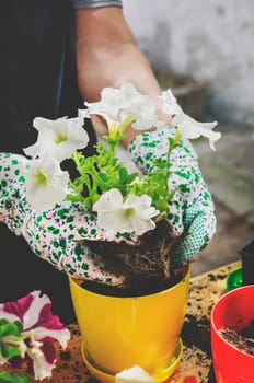 Woman with gardening gloves growing white petunia seedling.