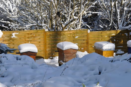 Hives under the snow in Brittany