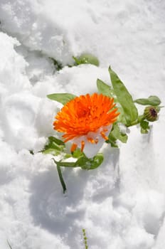 Marigold under the snow in Brittany