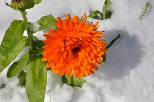 Marigold under the snow in Brittany