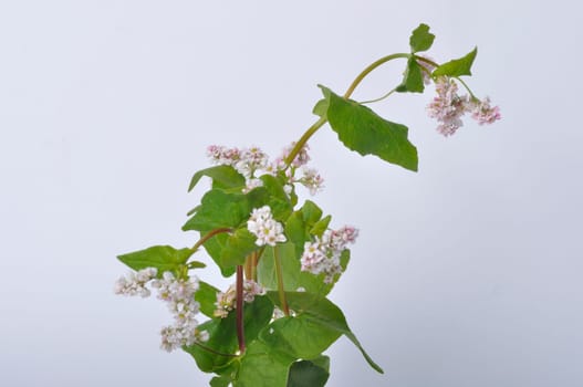 buckwheat flowers on a white background