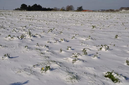golden daisy under the snow in Brittany wheat chrysanthemum under the snow in Brittany
