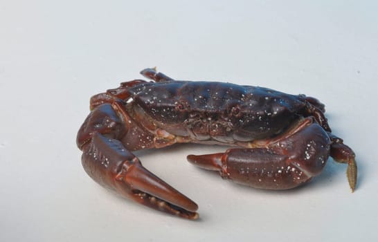 crab on a white background