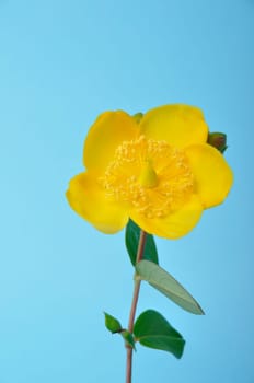 Ornamental St. John's Wort on a blue background