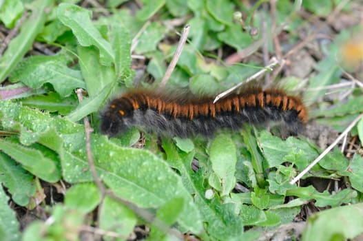 fox moth caterpillar on grass