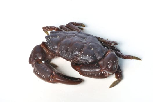 crab on a white background