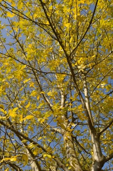 Tree in autumn colors in Normandy