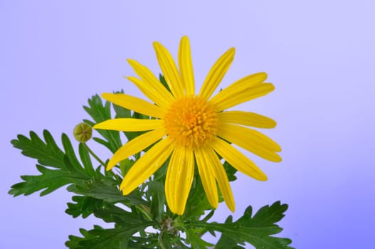 savannah daisies on a colored background