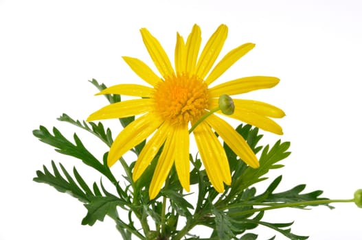 savannah daisies on a white background