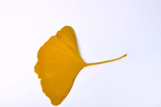 ginkgo biloba leaf on a white background