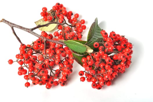 Cotoneaster fruit on a white background