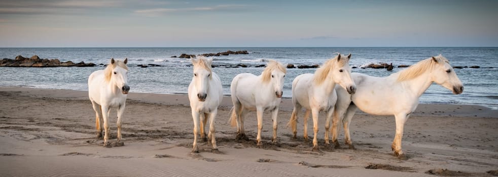 Herd of white horses running through the water. Image taken in Camargue, France.