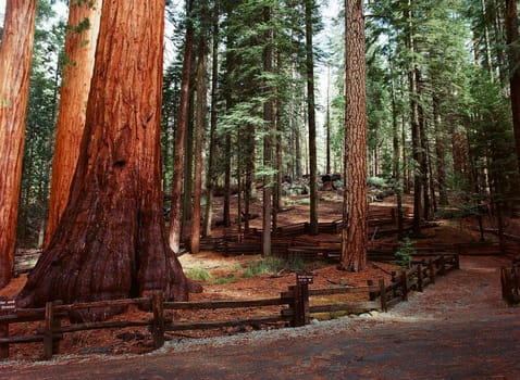 Giant Sequoia redwood trees in Yosemite Californi
