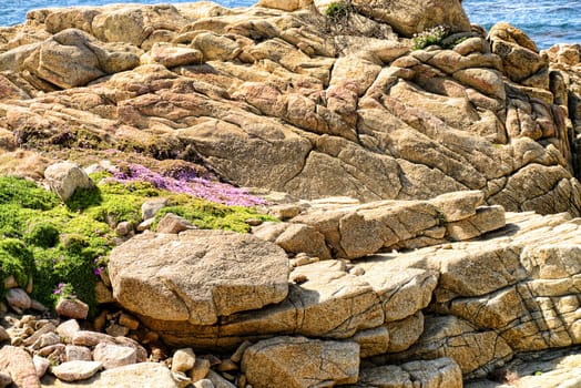 Wild flowers among the rocks Pacific Ocean Asilomar State Marine Reserve Monterey California