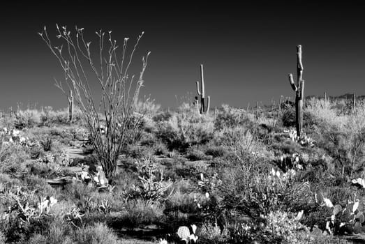 Sonora desert in Infrared central Arizona USA