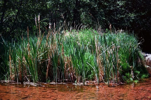 Oak creek country reeds surrounding Sedona Arizona