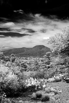 Infrared image Sedona Arizona in the morning light