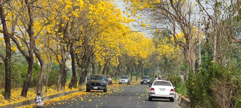 Chiayi, Taiwan - Mar 15, 2022 : Yellow Wind Tamaki Tunnel, Chiayi, Taiwan