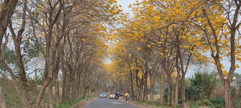 Chiayi, Taiwan - Mar 15, 2022 : Yellow Wind Tamaki Tunnel, Chiayi, Taiwan