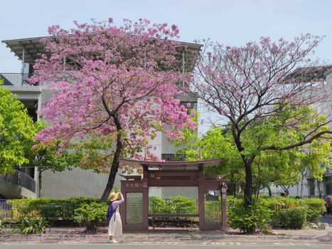 Daguang Elementary School, Tainan - Mar 16, 2022 : The most beautiful bus stop with red wind tree wood, Tainan, Taiwan
