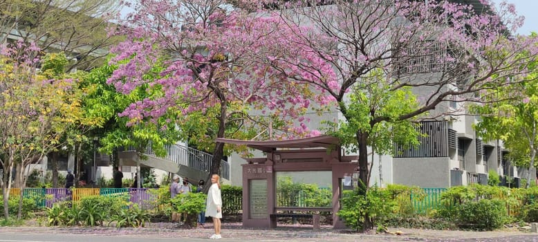 Daguang Elementary School, Tainan - Mar 16, 2022 : The most beautiful bus stop with red wind tree wood, Tainan, Taiwan