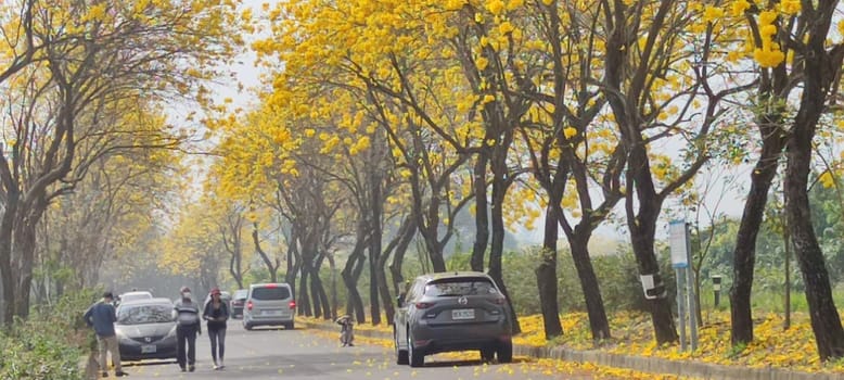 Chiayi, Taiwan - Mar 15, 2022 : Yellow Wind Tamaki Tunnel, Chiayi, Taiwan