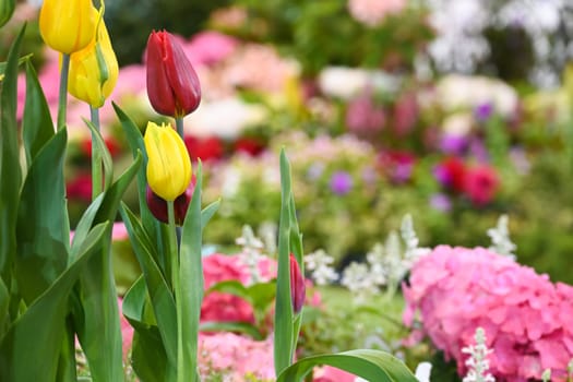 Bright yellow and red tulips flower on blurred colorful flower garden background
