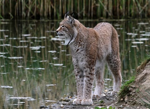 Eurasier lynx