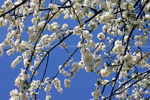 The condensing strip of an airplane behind the bright white flowers of a cherry tree.