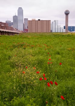 Spring brings wildflowers to the Trinity River Basin that surrounds Dallas Texas