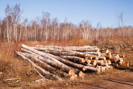 Logs are stacked and ready for transport winter in Minnesota