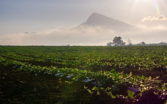 Watermelon farming area in the south of Thailand, Watermelon farm, Watermelon field