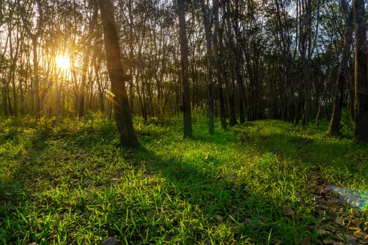 Latex rubber, Rubber tree, Plantation and tree rubber in southern Thailand