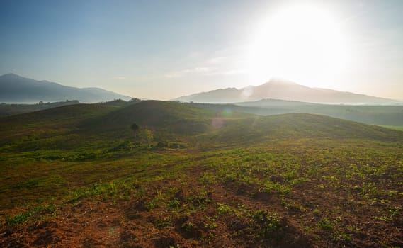 Rubber plantation farming area in the south of Thailand, Latex rubber, Para rubber tree garden