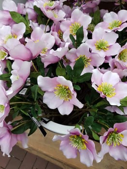 Beautiful flowers background. Abstract background of flowers
