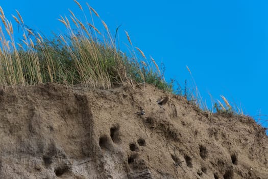 Cliff of Ahrenshoop city on the Baltic Sea peninsula Darss in Germany in summer.