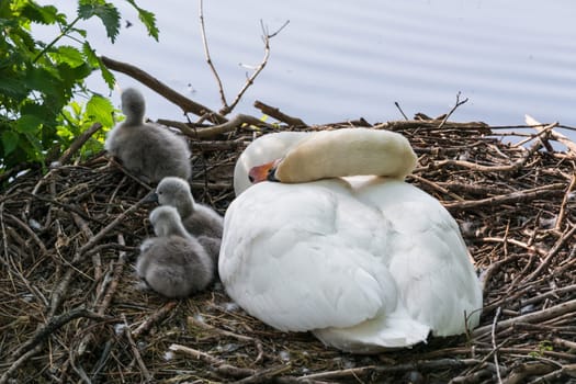 Swan's nest in the Heiligenhaus at the Abtskücherteich. Mother bird with little baby learn to swim. Wild swans in spring. .