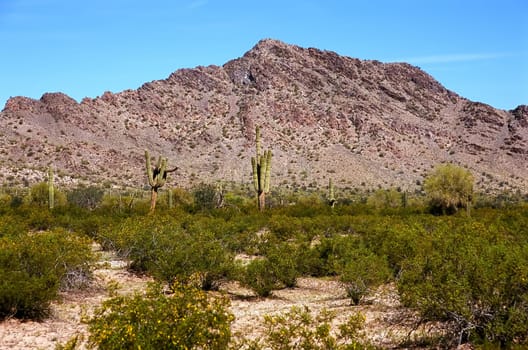 The Sonora desert in central Arizona USA