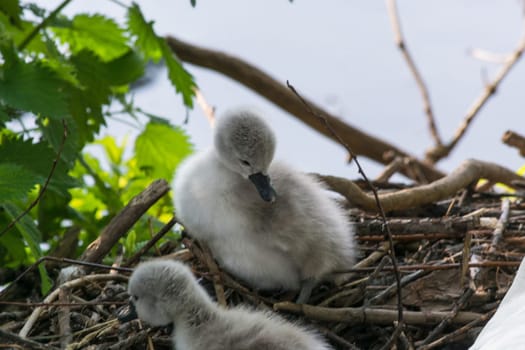 Swan's nest in the Heiligenhaus at the Abtskücherteich. Mother bird with little baby learn to swim. Wild swans in spring. .