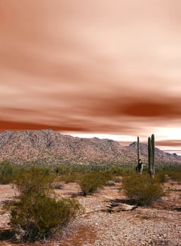 Sunset in the Sonora desert in central Arizona USA
