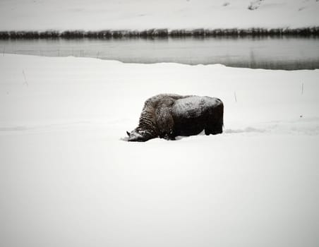 American Bison Yellowstone in National Park snowing in winter