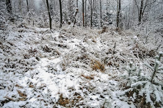 Forest  in winter with snow and frost