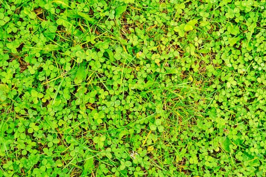 Field of shamrock  in garden
