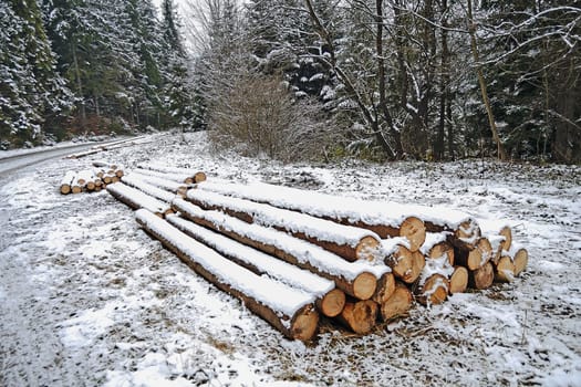 Forest road in winter with logs